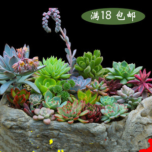 多肉植物桌面盆栽室内土培花卉绿植石头花桌面多肉虹之玉盆景摆件