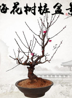 红梅花盆景朱砂乌梅造型树桩耐寒