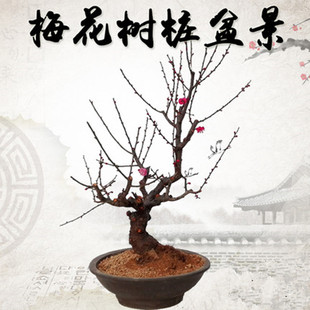 红梅花盆景原生朱砂梅乌梅腊梅造型树桩室内老桩庭院耐寒盆栽植物