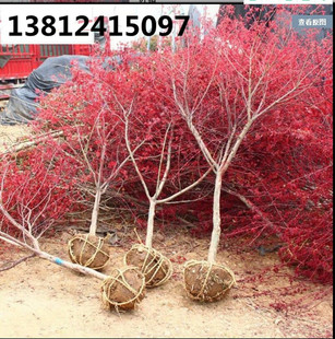 中国红枫红枫小苗日本红枫庭院盆栽花卉绿化苗木美国红枫树苗阳台