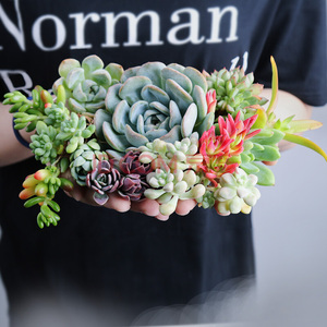 迷你多肉植物组合微景观仙人掌仙人球黑王子观音莲防辐射盆栽绿植