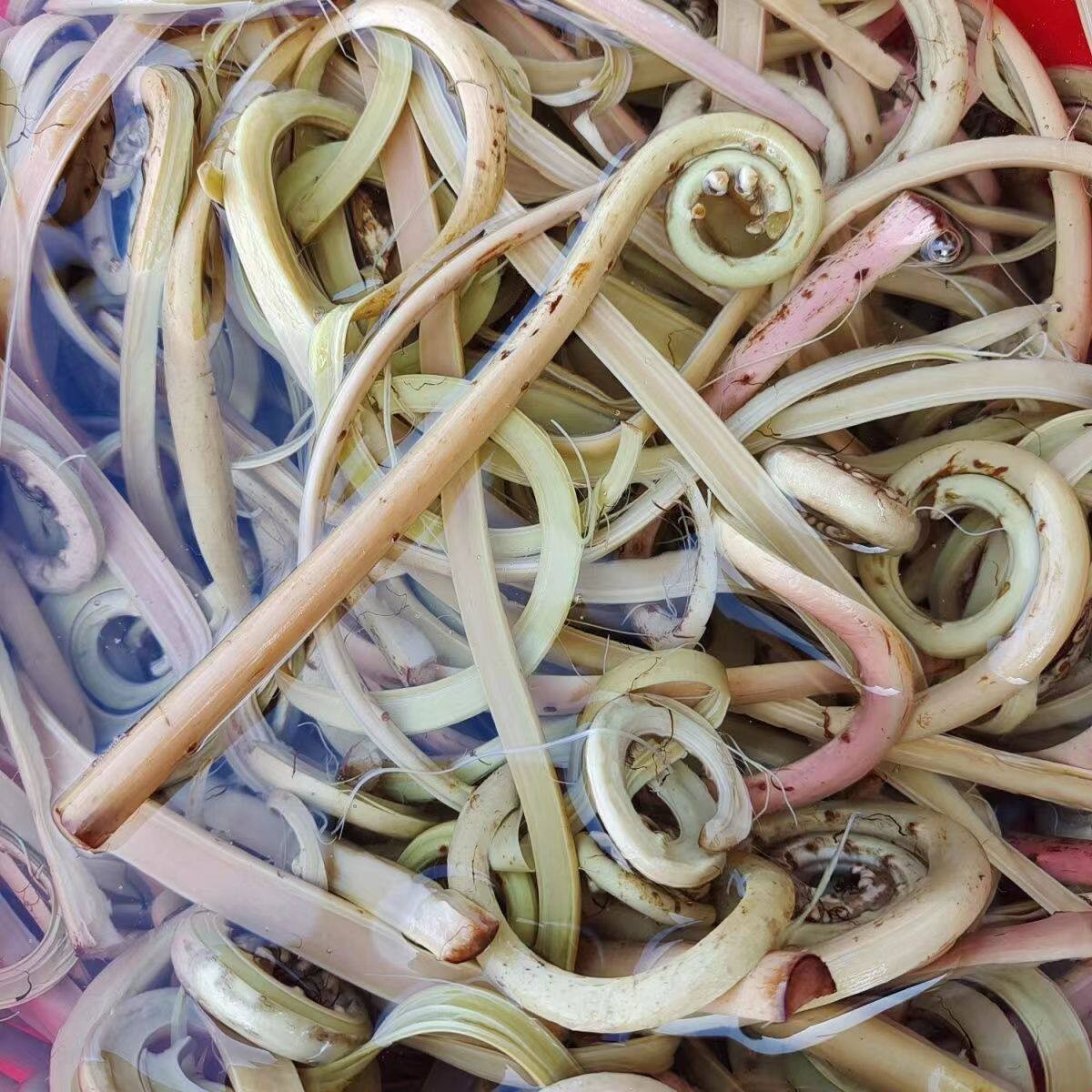 客家特产新鲜蕨菜 梅州大埔 大山 拳头菜 赤蕨 已煮 泡水 500克图片