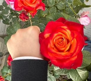 切花火焰玫瑰花 复色特大花多季阳台花园月季花盆栽花卉绿植物