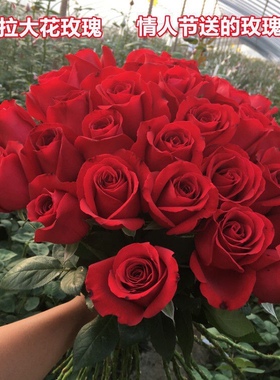 卡罗拉红玫瑰（中苗）大花浓香玫瑰花红色冬季夏季春季栽培