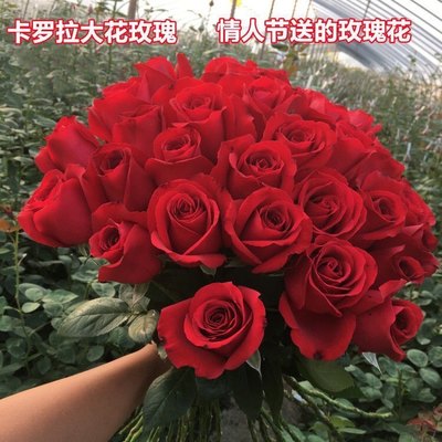 卡罗拉红玫瑰（中苗）大花浓香玫瑰花红色冬季夏季春季栽培
