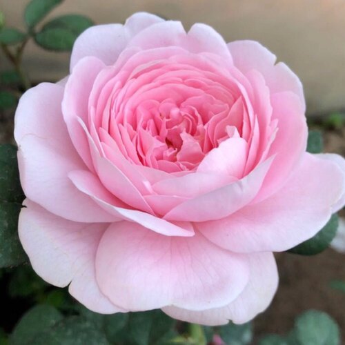 瑞典女王中苗 多季开花灌木浓香切花月季庭院阳台花卉盆栽玫瑰