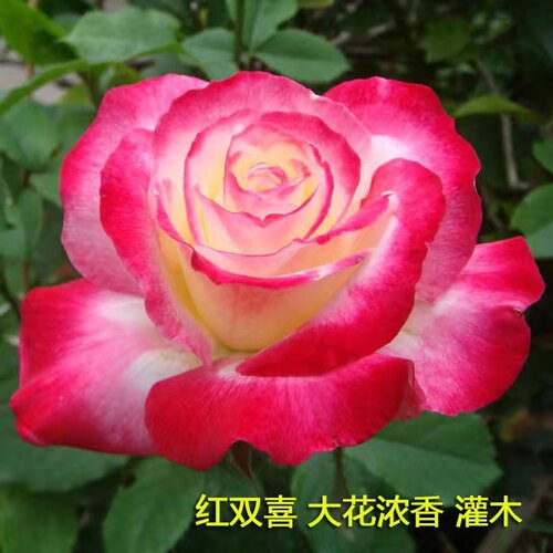 香水月季红双喜 大花浓香盆栽灌木多季开花庭院阳台盆