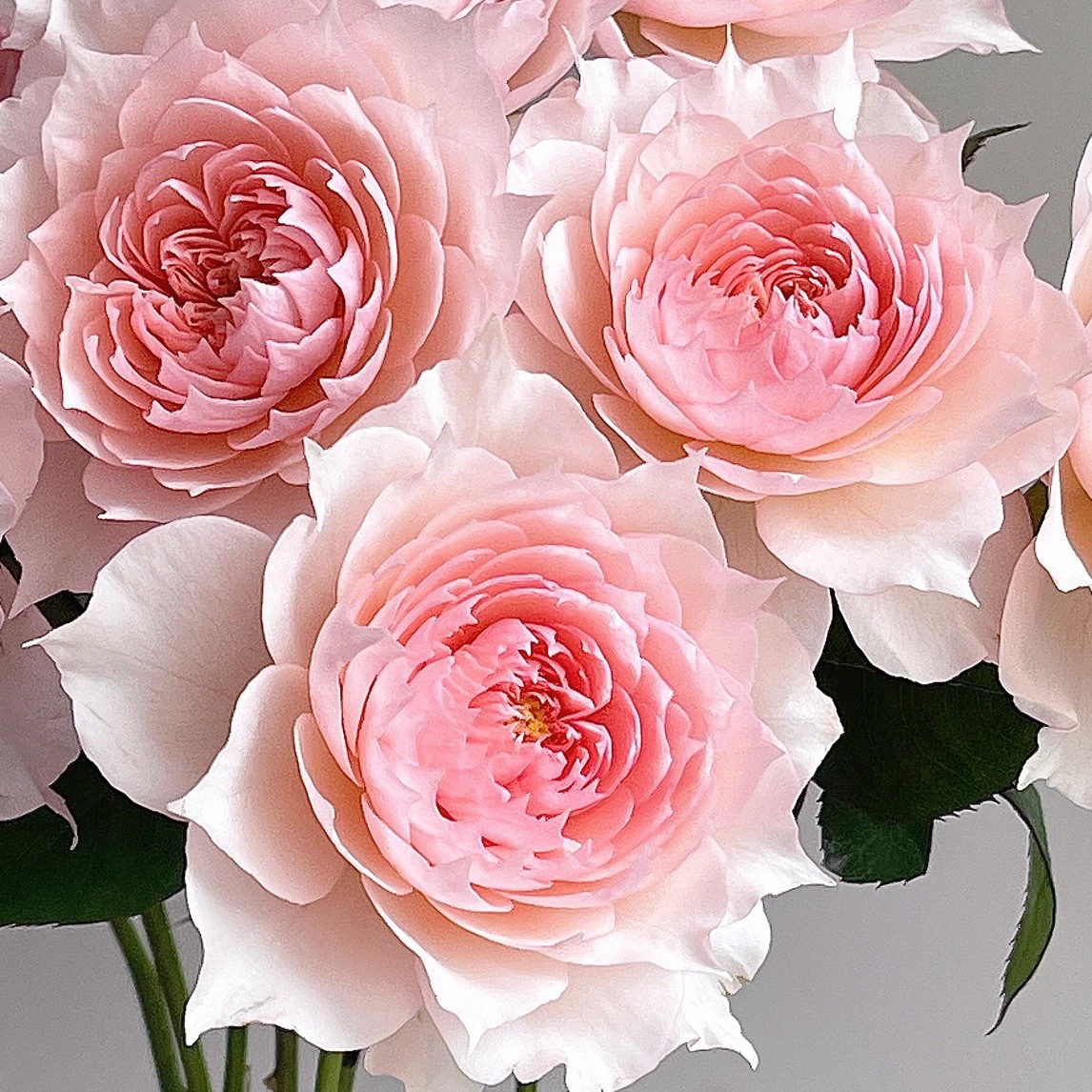 新品【莫妮卡戴维】美人尖勤花耐热丰花多头抗病能力强矮壮盆栽