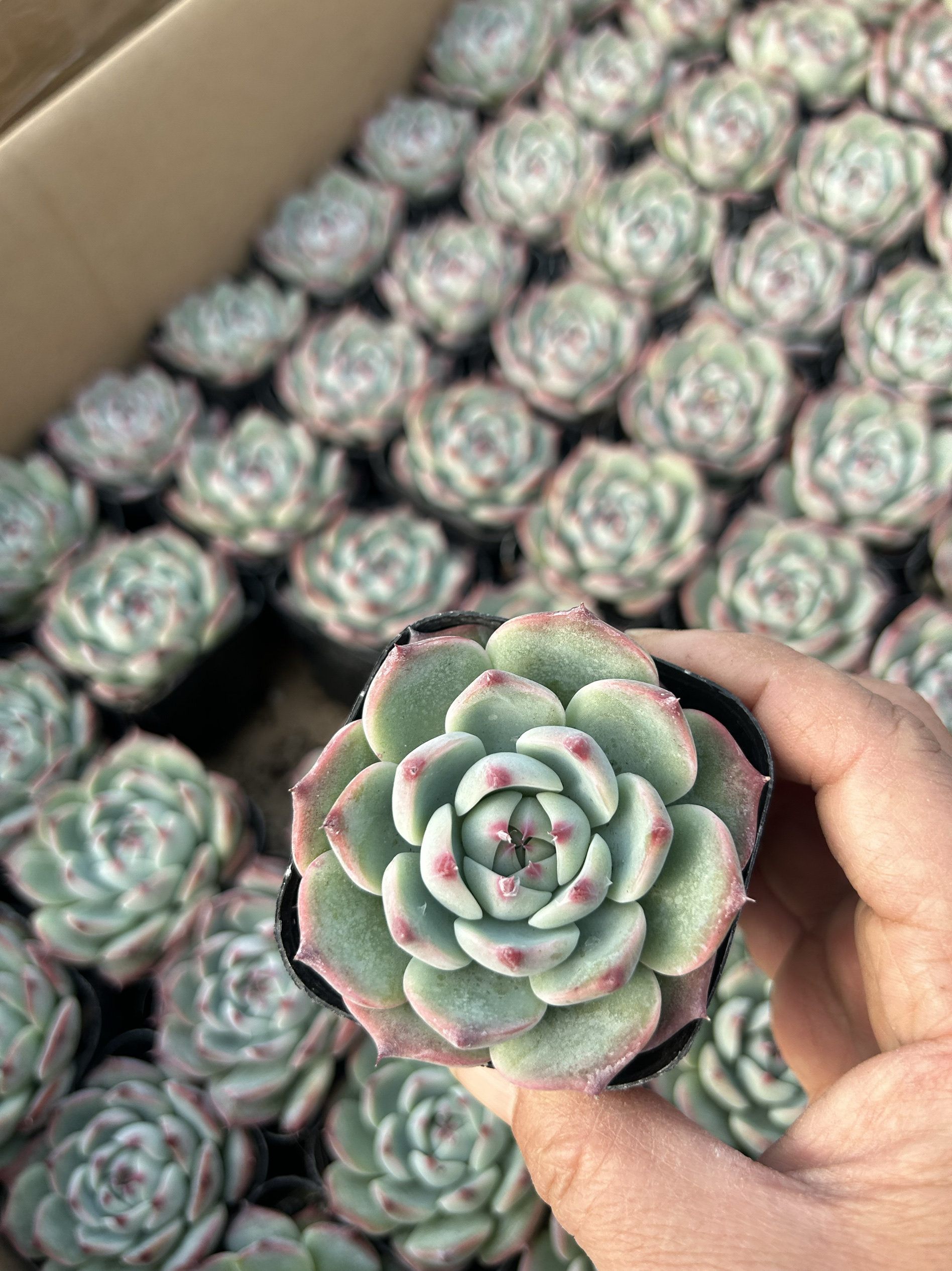 多肉植物精品吉娃娃测影蓝苹果晚霞之舞精品多肉植物