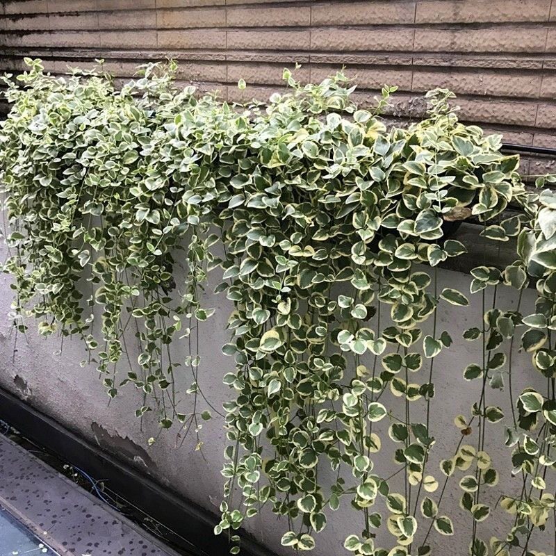 花叶蔓长春盆栽常春藤绿叶垂吊庭院耐冻净化空气爬藤水培花卉室内