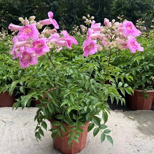 紫云藤盆栽带花苞非洲凌霄花苗阳台庭院开花植物粉色爬藤花卉