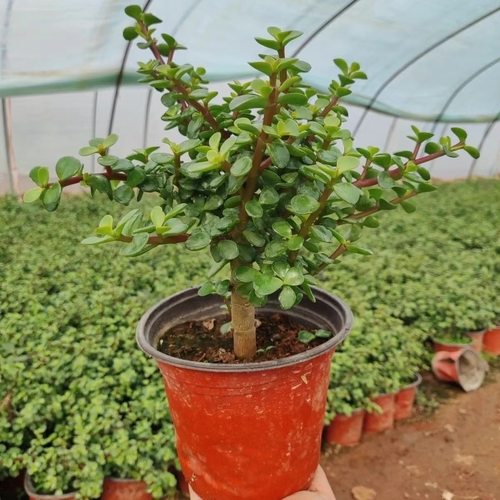 金枝玉叶多肉老桩盆栽室内室外净化空气四季常青好养花卉盆景