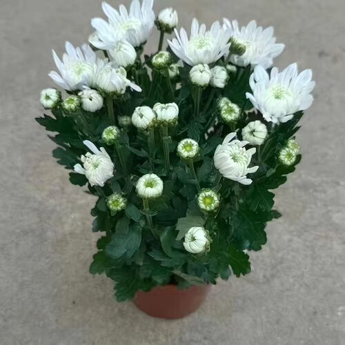 清明节菊花盆栽带花苞四季开花菊花室内阳台花卉绿植好养活菊花苗