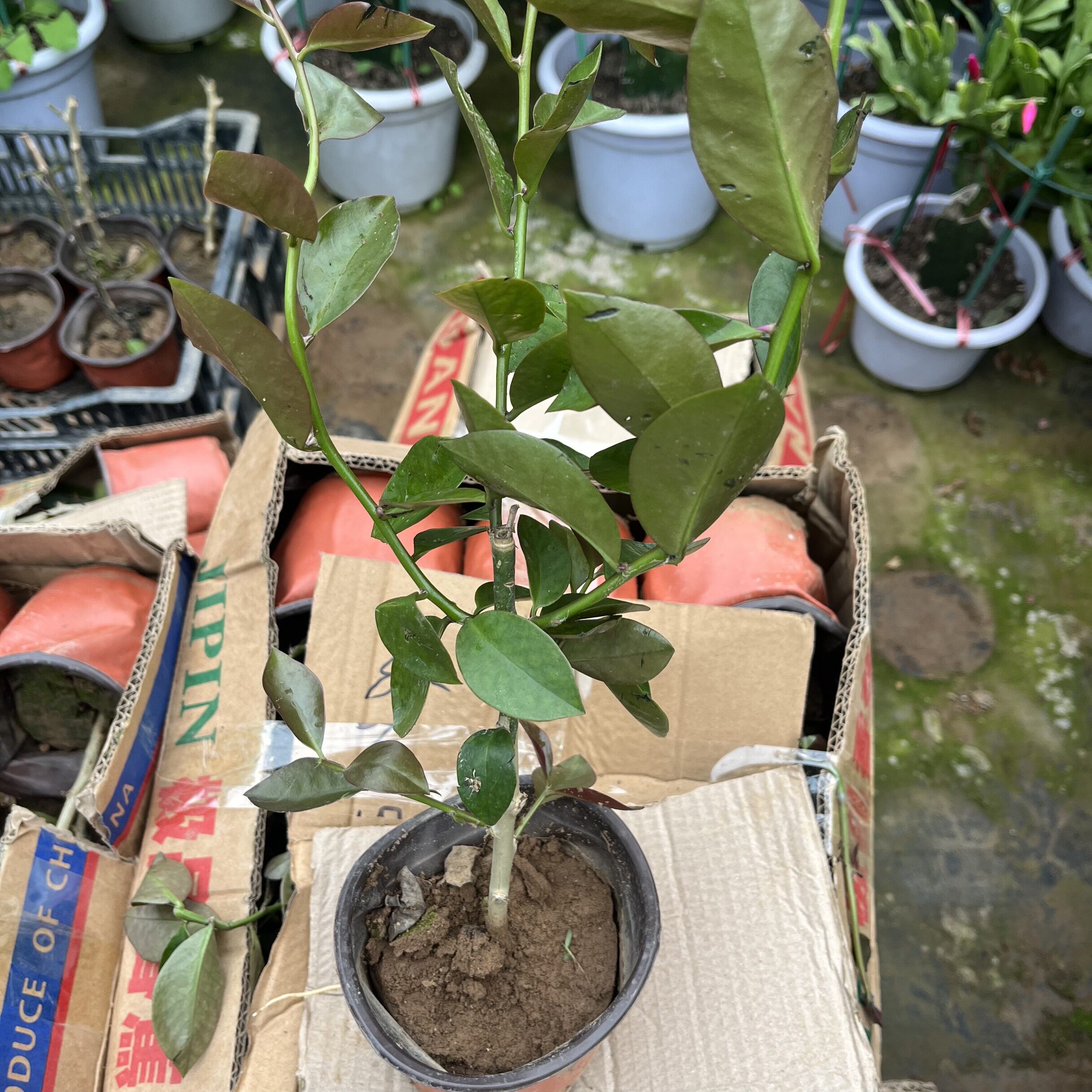 叶仙嫁接蟹爪兰品种木麒麟可嫁接仙人球令箭昙花蟹爪莲钻木