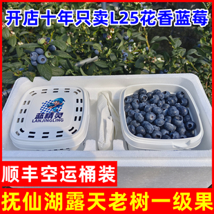 云南澄江抚仙湖高山露天L25花香甜蓝莓新鲜现摘水果 顺丰空运