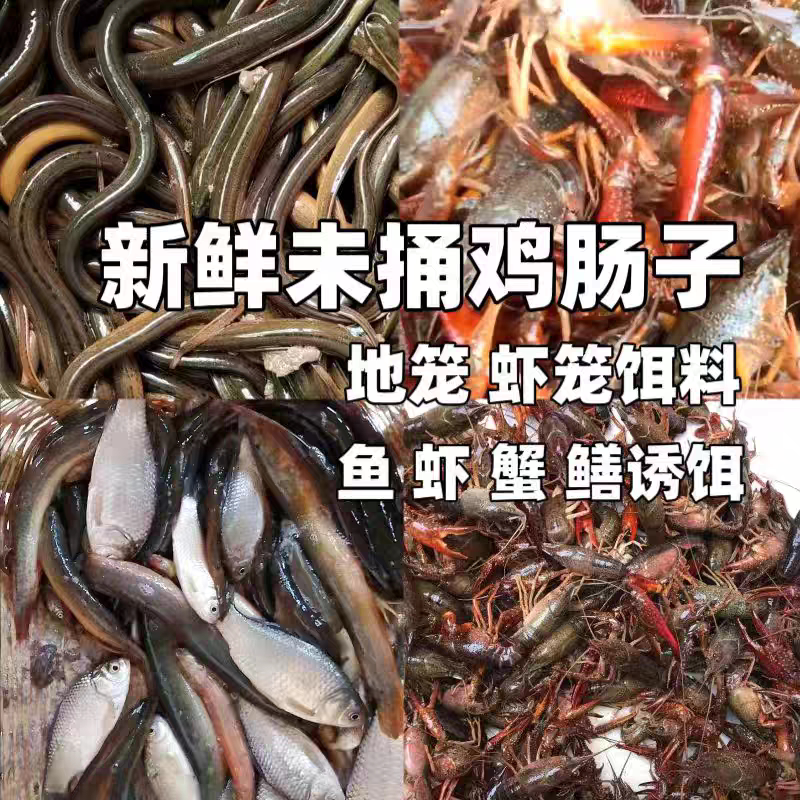 新鲜未清理冷冻鸡肠超浓腥泥鳅龙虾淡水乌龟龙鱼通杀春秋季新款