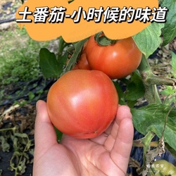 新鲜现摘农家种植土番茄柿子自然熟生吃烧菜小时候的味道酸甜6斤