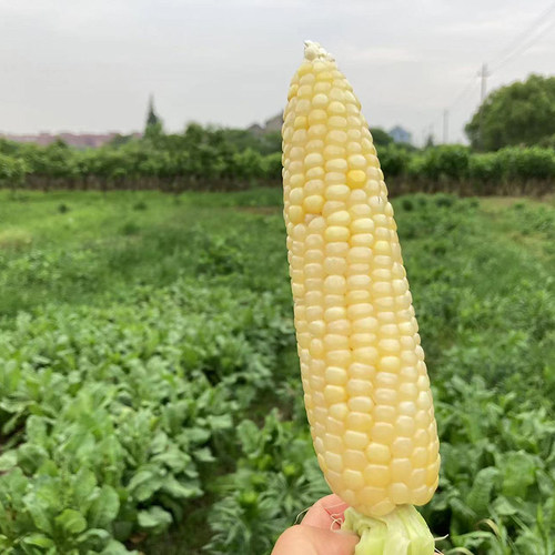 新鲜现摘甜糯美玉7号玉米浙江