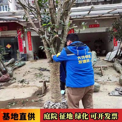 桂花树庭院盆栽征收赔偿占地1-20公分砍头截杆八月金桂丹桂大树苗