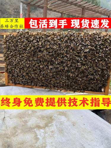 蜜蜂意蜂群授粉蜂大棚