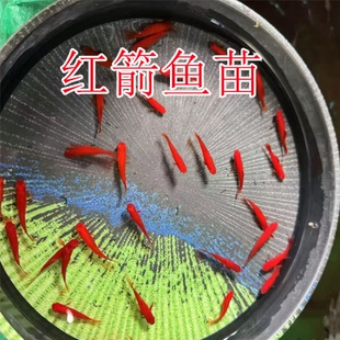 红剑鱼2厘米左右渔场直发红箭小型观赏热带鱼好胎生养耐活观赏鱼