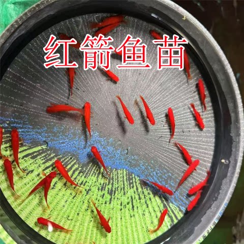红剑鱼2厘米左右渔场直发红箭小型观赏热带鱼好胎生养耐活观赏鱼