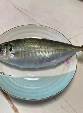 东山岛养殖巴浪鱼 蛋白氨基酸 竹夹鱼 蓝圆鲹 土豪巴浪鱼