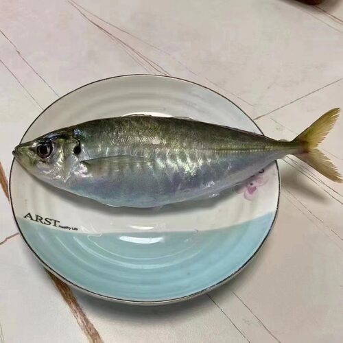 东山岛养殖巴浪鱼 蛋白氨基酸 竹夹鱼 蓝圆鲹 土豪巴浪鱼