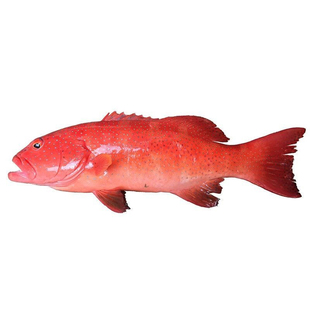 东山岛本港东星斑 海鲜水产石斑鱼 顺丰冷链