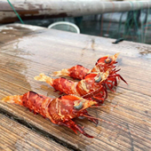 东山岛本港鸡冠虾 2盒1斤99 刺身樱花虾 新鲜活冻 刺身鸡冠虾