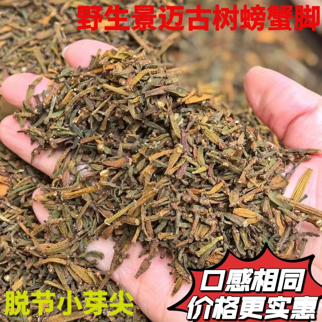 08年野生景迈古树螃蟹脚 春茶散茶小芽尖脱节螃正宗茶树生长
