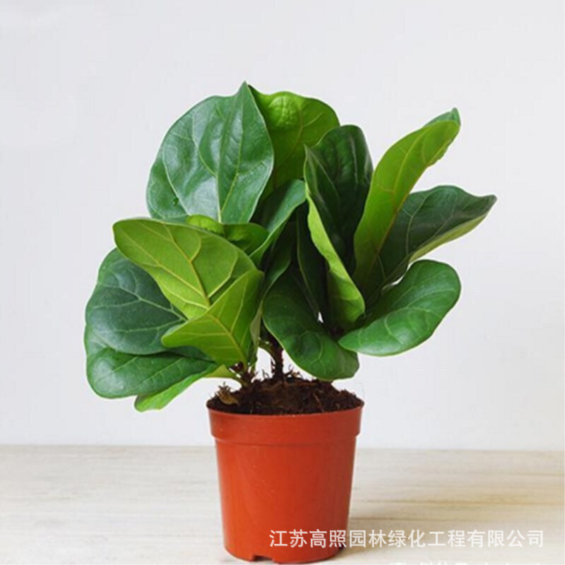 大型绿植办公室大型绿植盆栽绿色观叶植物盆景花卉琴叶榕树苗