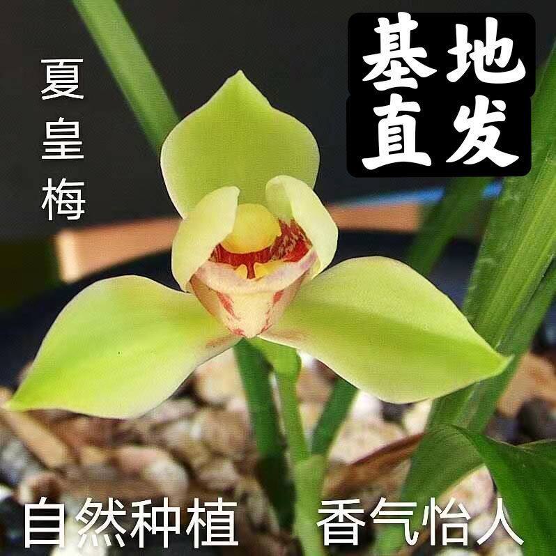 南梦语兰花苗建兰八大名品之首夏皇梅浓香好养夏秋花期鲜花绿植阳