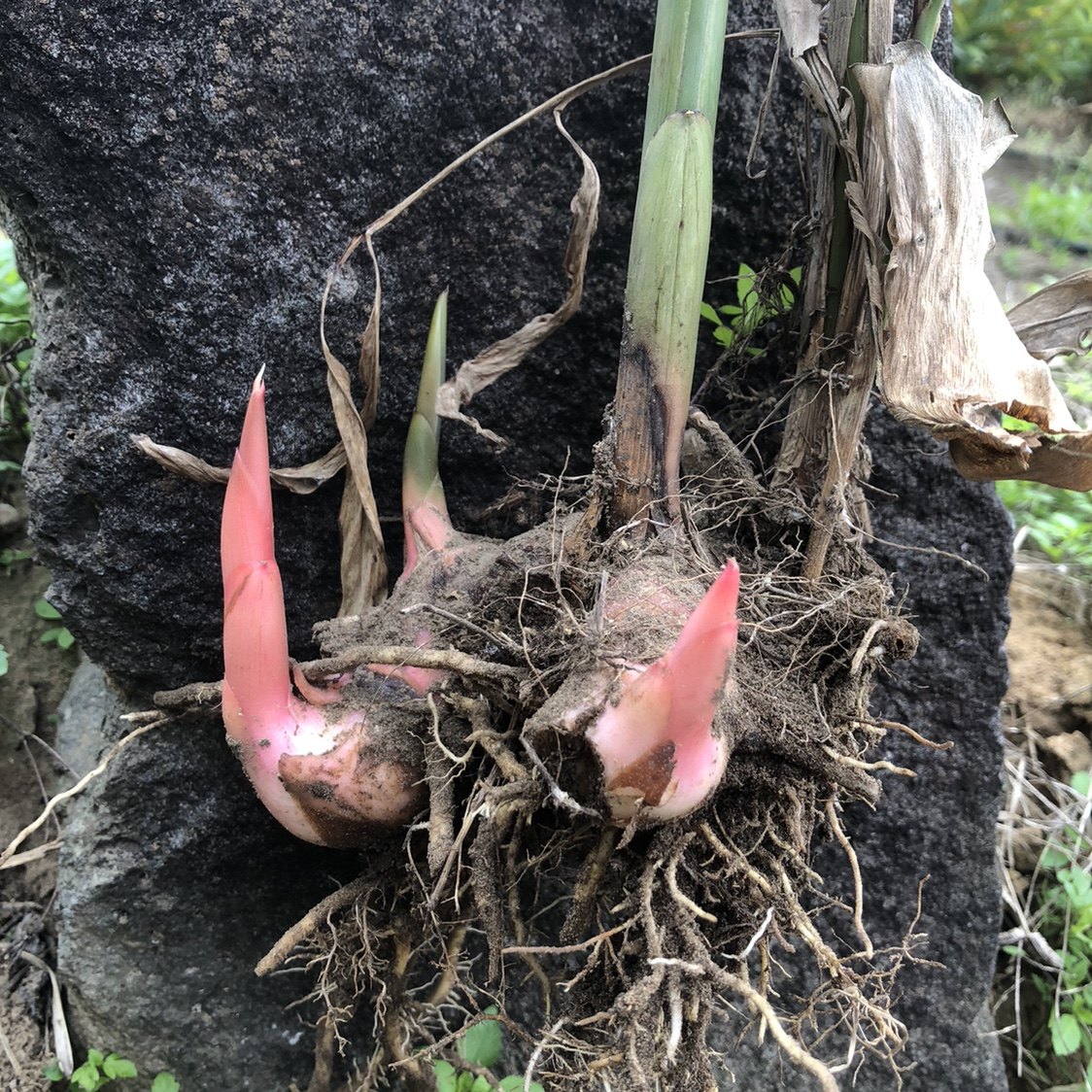 南姜种苗带根冬阴功蛮姜风姜奇凉姜佛手根海良山姜大良姜满包邮