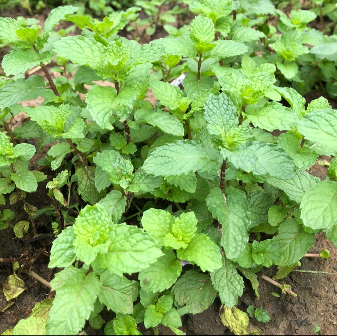 新鲜薄荷红骨薄荷老品种泡茶煮汤配料包邮