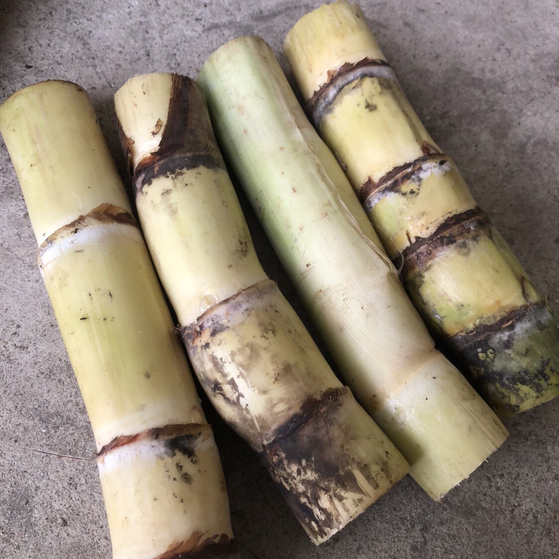 黄皮水果甘蔗种苗产地直销满包邮包存活甘蔗尾种苗甜脆易种