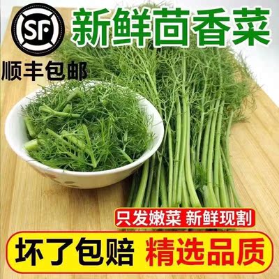 鲜嫩小茴香带根发货是顺丰包邮