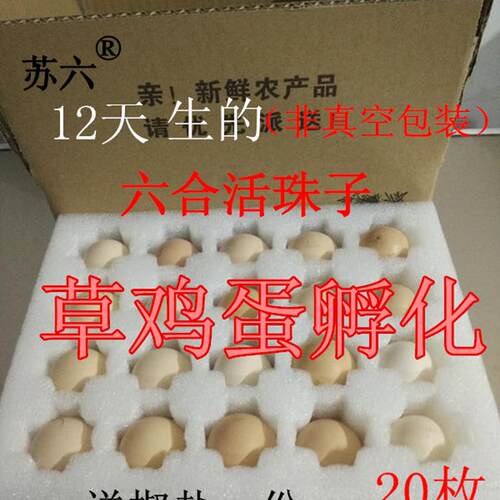 苏六活珠子12天生六合旺鸡蛋鲜活