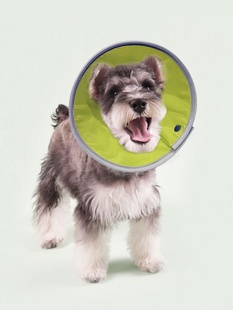 喵主子伊丽莎白圈猫咪狗狗脖圈宠物绝育项圈防咬防舔圈小型犬头套