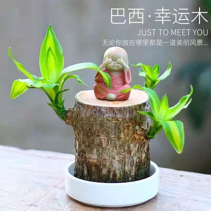 巴西木格鲁特水养幸运木水培花卉室内阳台夏季驱蚊绿植盆栽幸运木