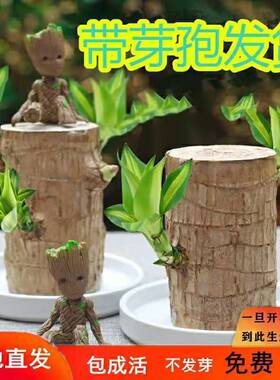 带芽巴西木开花水养格鲁特办公室水培幸运木室内懒人花卉绿植盆栽