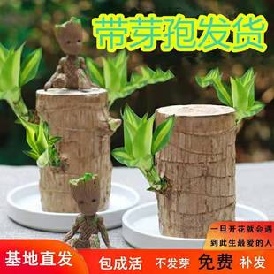 带芽巴西木开花水养格鲁特办公室水培幸运木室内懒人花卉绿植盆栽