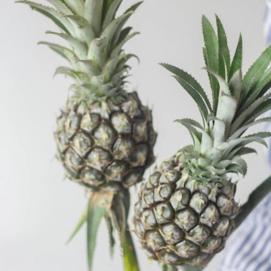 水培菠萝可食用水果家居室内办公室绿植凤梨鲜切观赏植物长期花材,鲜花速递/花卉仿真/绿植园艺,花材,淘宝优惠券,粉丝福利购,淘宝优惠卷