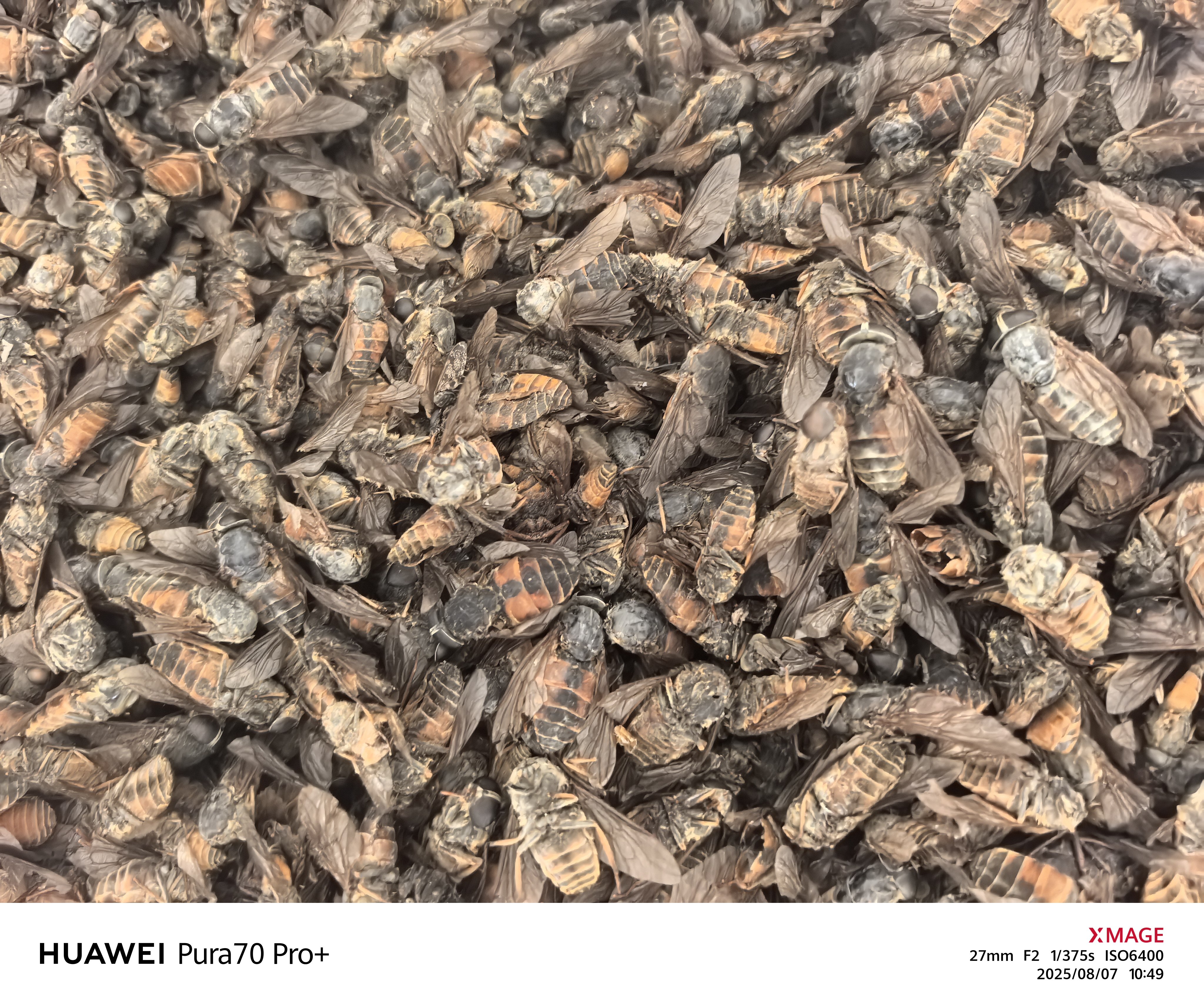 牛虻虫中药材50克 大个 牛苍蝇牛氓虫牛蚊子牤虫