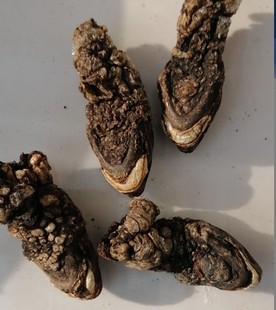 包邮 5个 中药材野生烘干乌龟头炙龟头烘干龟头30元 正品