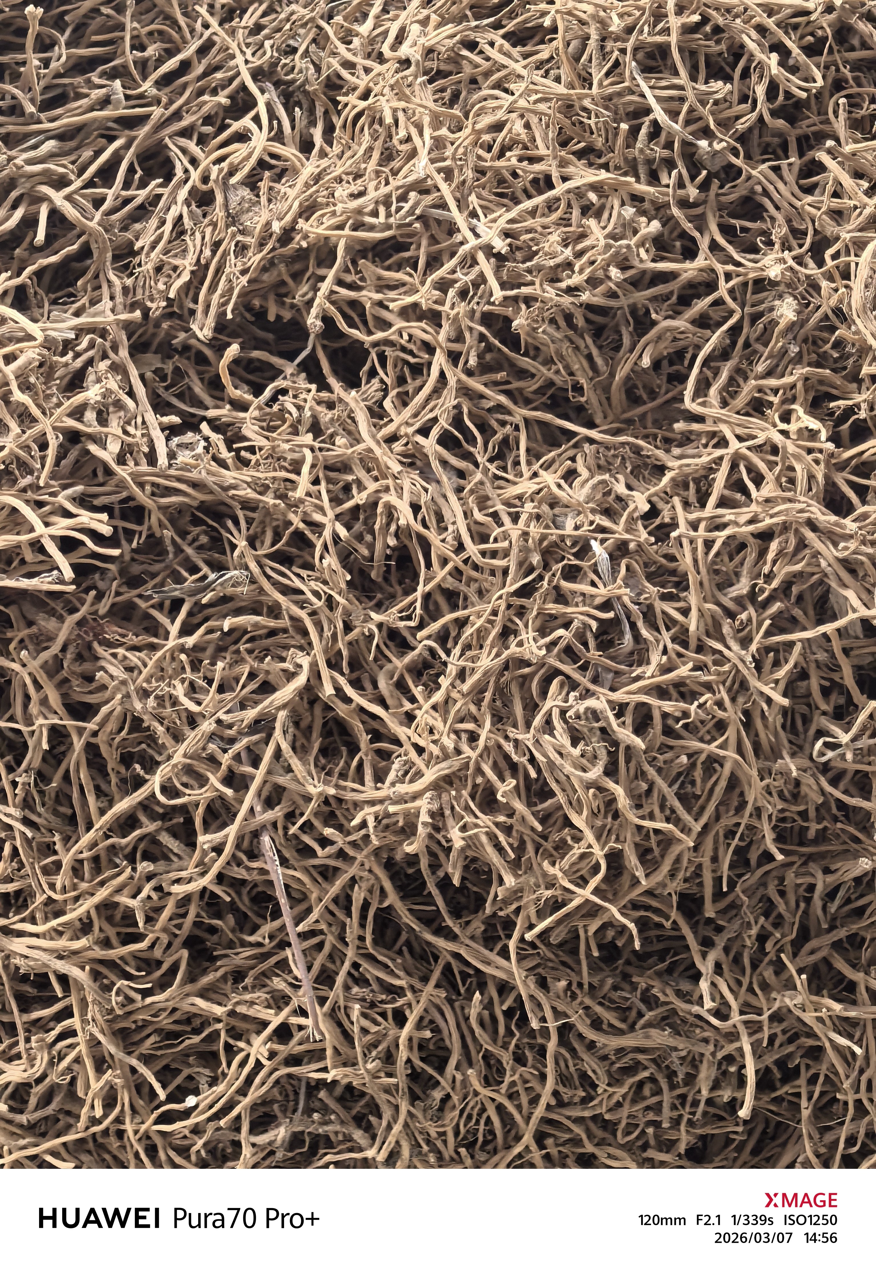 中药材白玉簪根500克