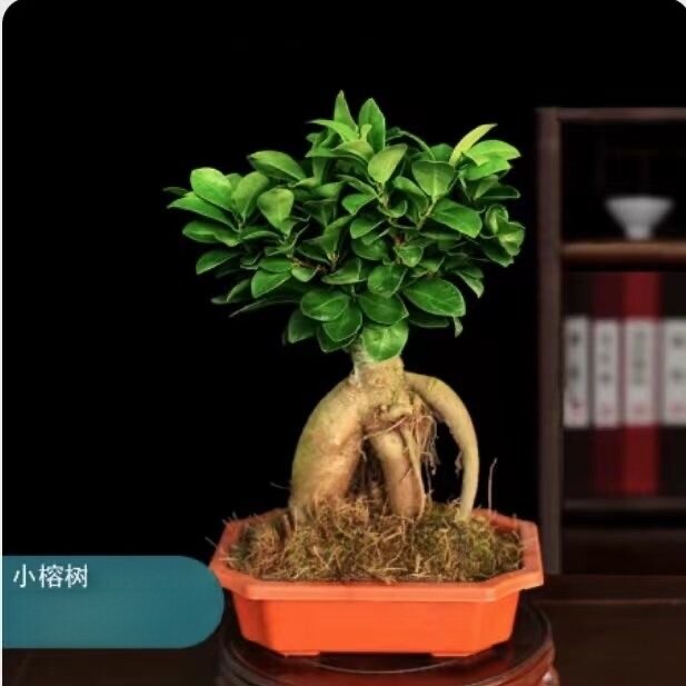 人参榕树盆景造型树桩盆栽绿植室内阳台植物四季常青好养易活