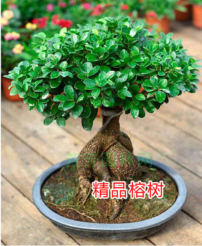 榕树盆景室内绿植净化空气花卉人参榕树老根盆栽客厅办公桌盆栽