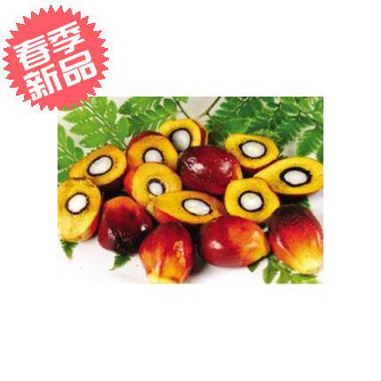 西双版纳t特产水果油棕(Palm fruit) 棕榈果罕见水果1000G包邮
