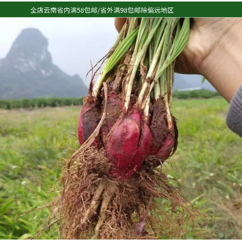 云南野菜新鲜红葱头珠葱百步还阳小红蒜根红根水仙种500g